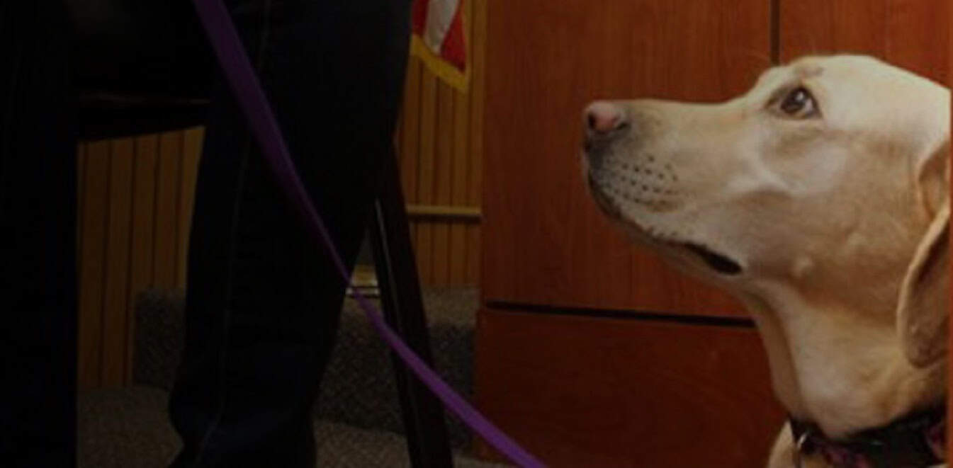 Using Assistance Dogs to Calm Victims, Witnesses in the Courtroom
