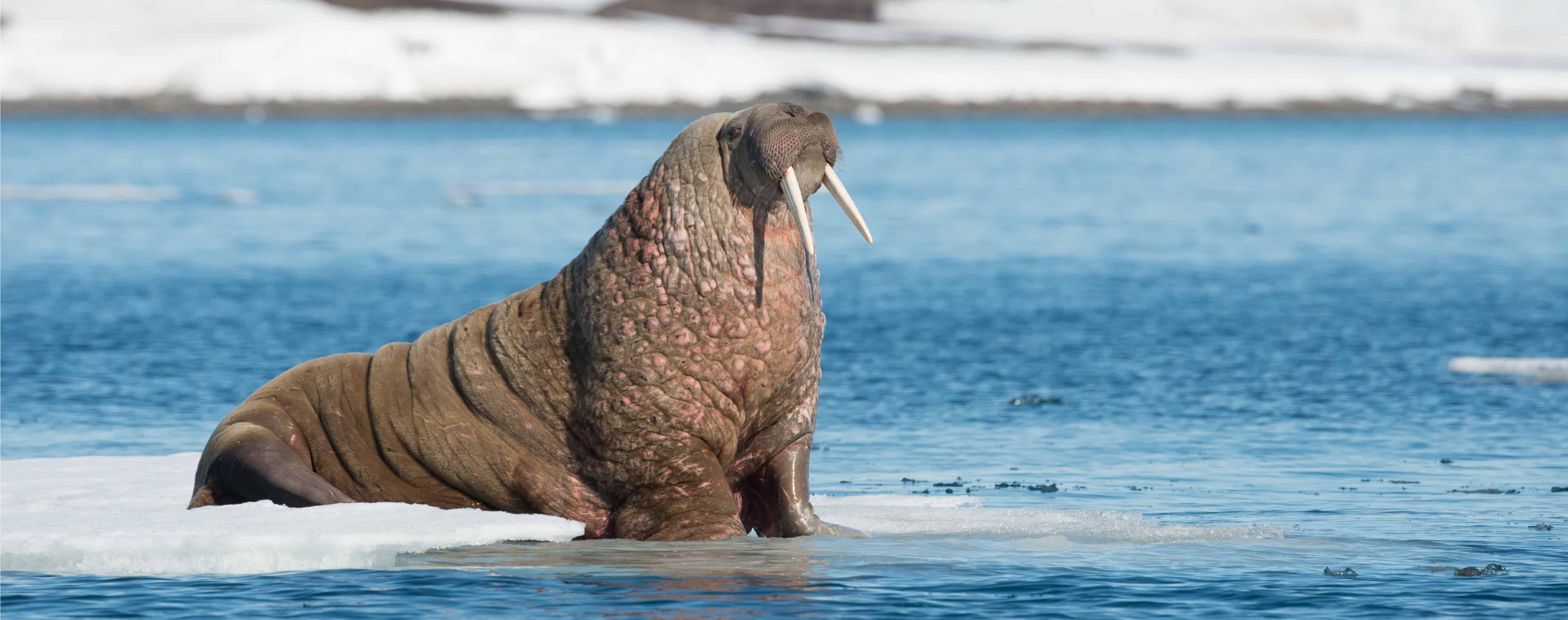Are There Walruses in Your Risk Management Plan?