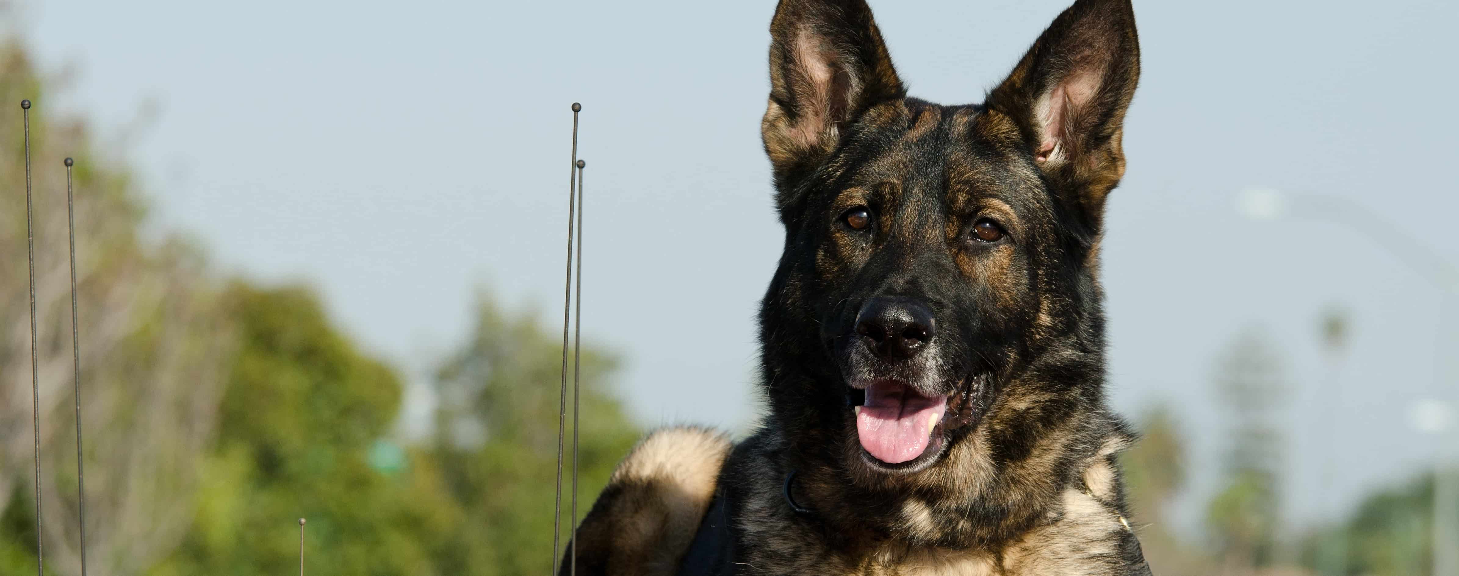 Police Dogs at Risk: Symptoms and Treatment of Opioid Exposure in Canine Officers