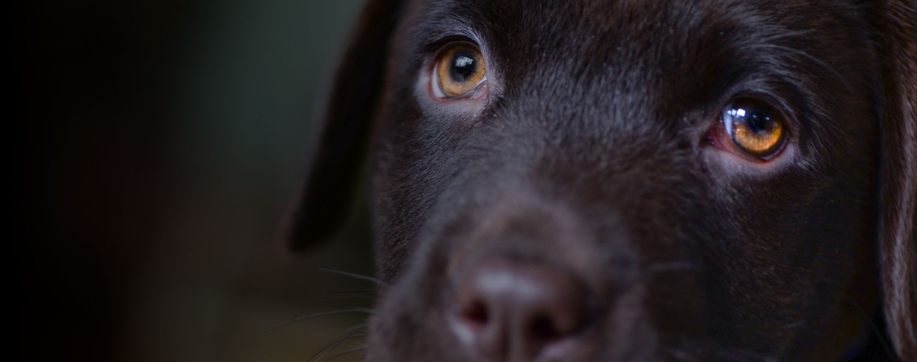 Evidence Permitted from Search After Whimpering Dogs Heard