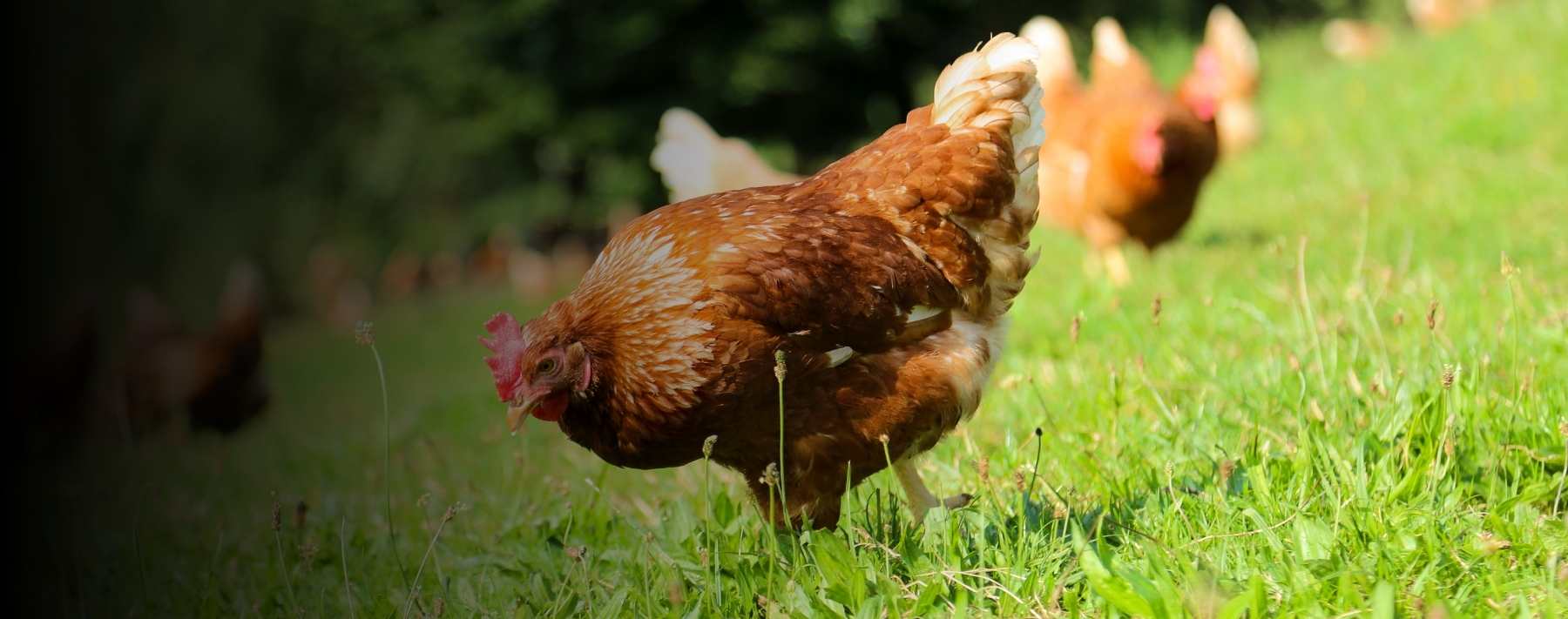 Jury Could Reject Chicken-Protection Theory for Gun Possession