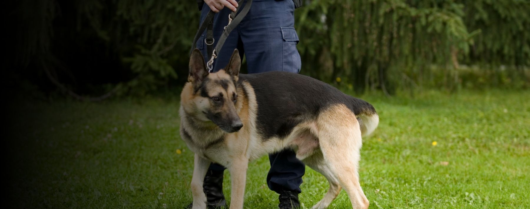 Sleeping Beauty Awakened by Prince of a Police Dog