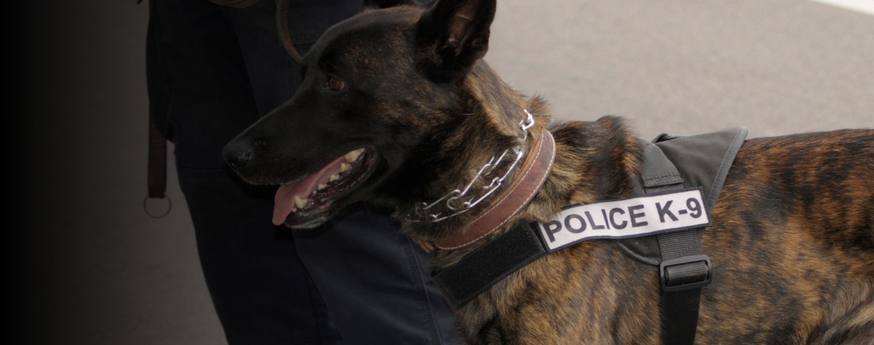 OK to Use a Patrol Canine for Cell Extraction?