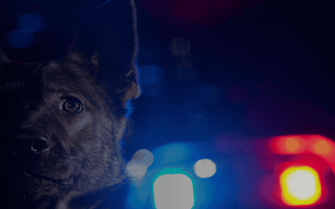 Small Clues Add Up to Reasonable Suspicion