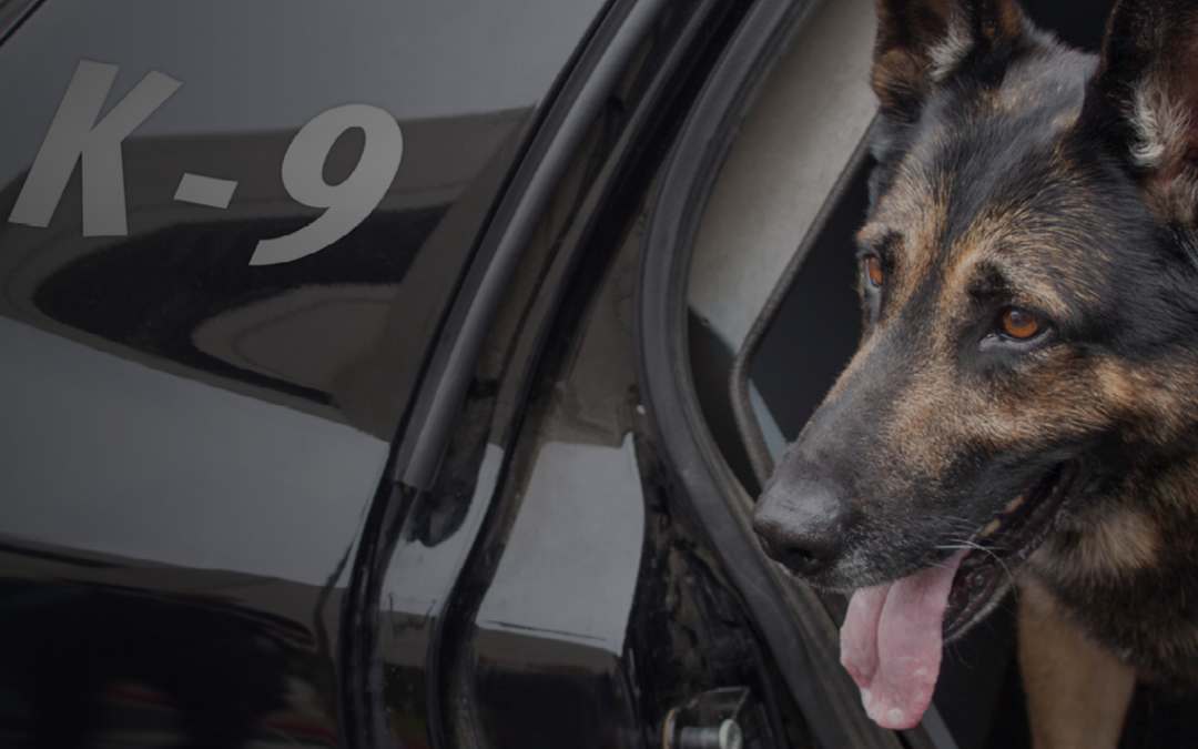 Can You Say ‘Polizei Spurhund Prüfung’ Five Times Real Fast?