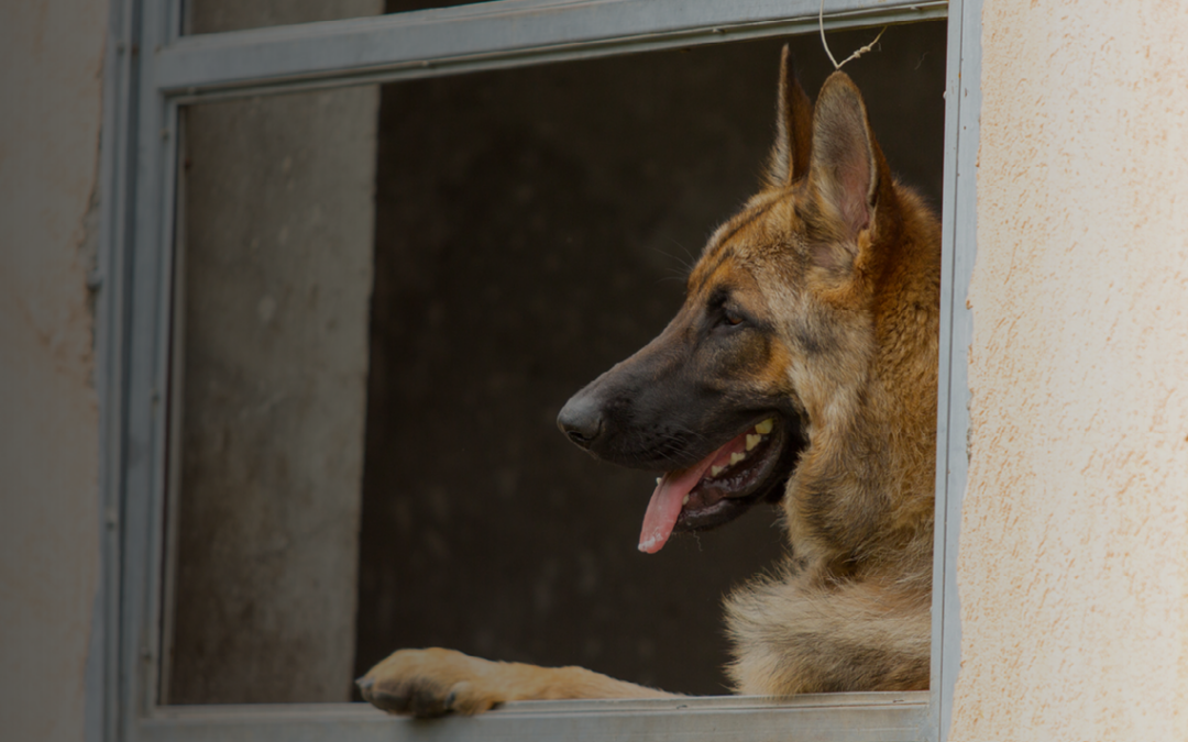 Warrantless Entry and Dog Bite Leads to Liability for Deputies