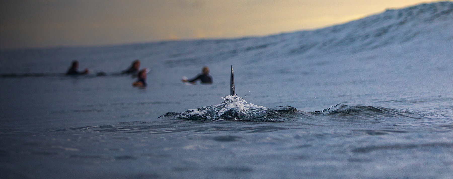 What’s Your Shark Attack? Rethinking Risk and Training in the Fire Service